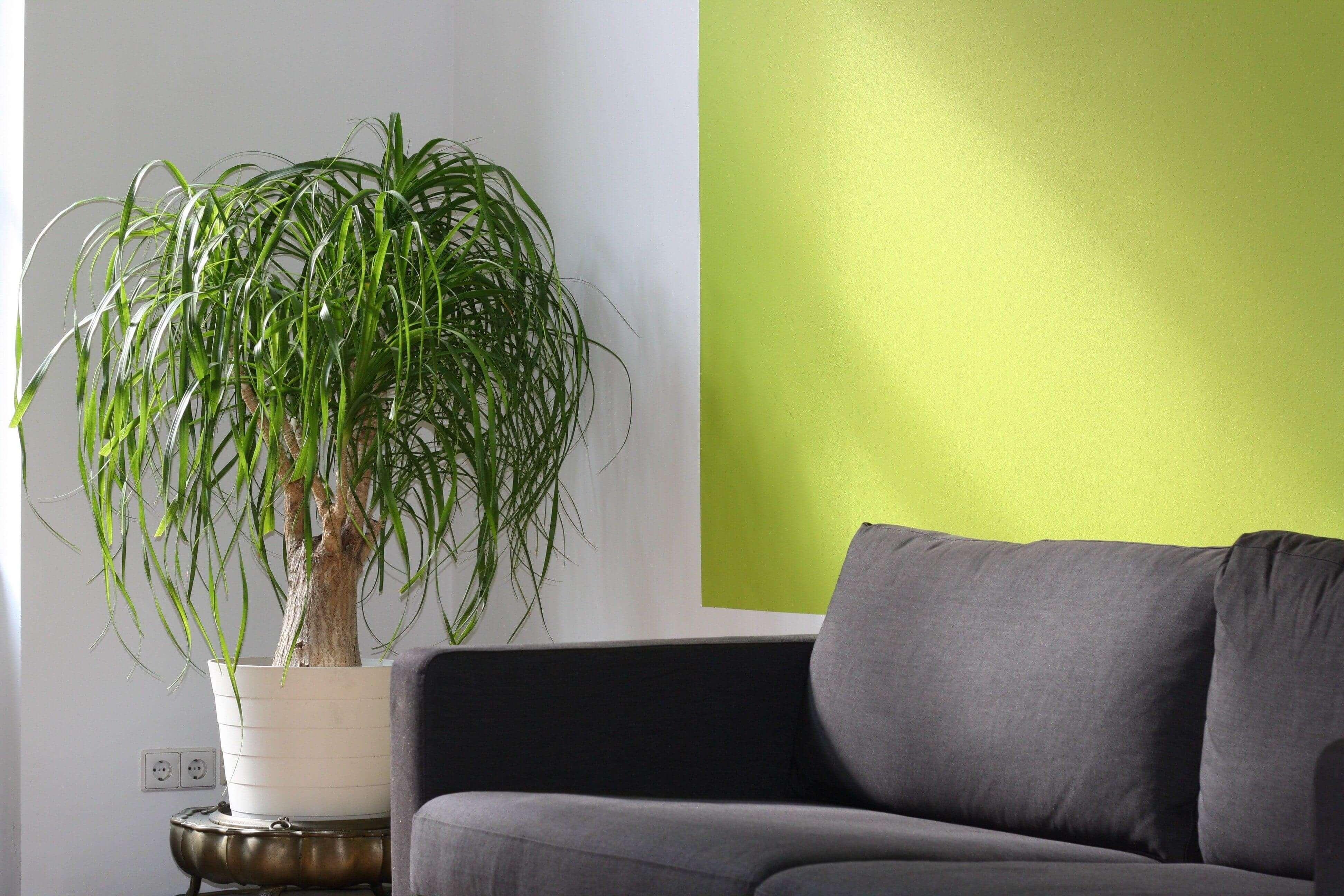 Living Room Items - Perfect Blend of Style and Comfort – cocobear